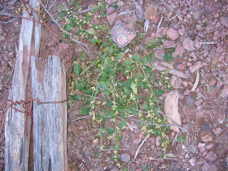 Ptilotus uncinellus photo 4