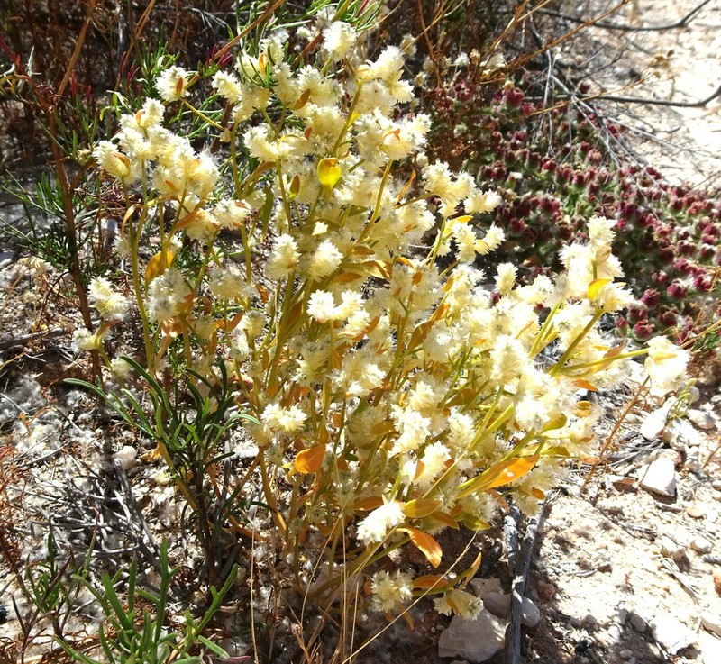 Ptilotus villosiflorus