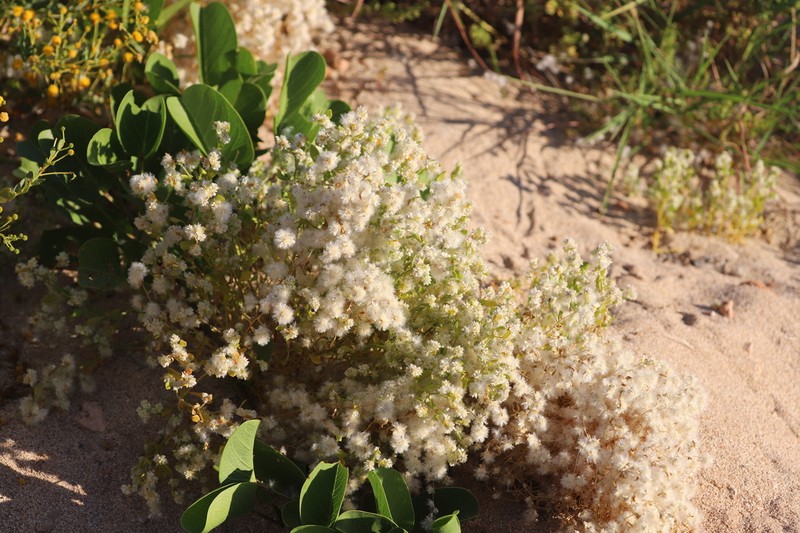 Ptilotus villosiflorus photo 2