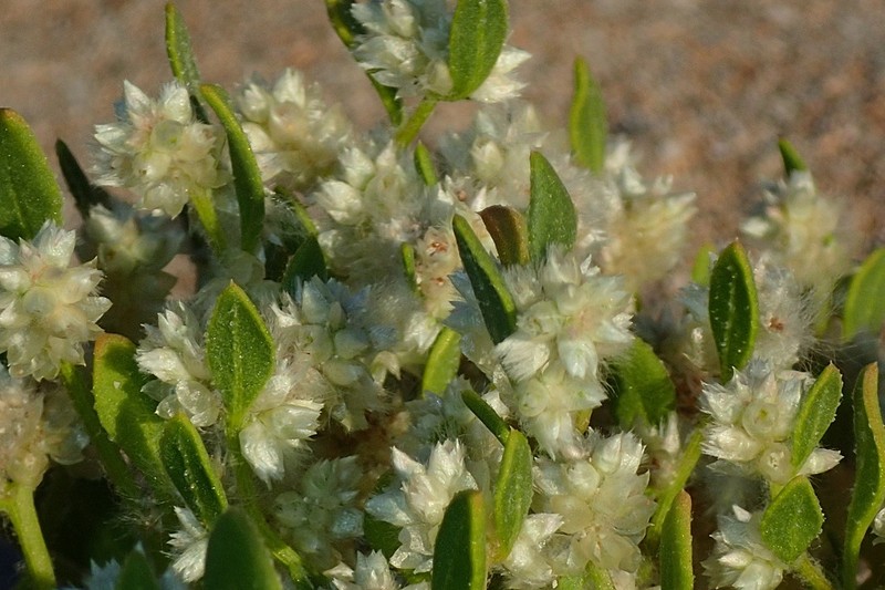 Ptilotus villosiflorus photo 3