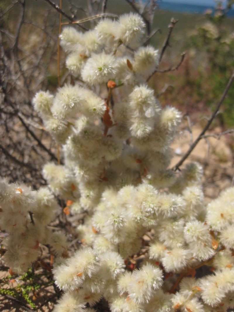 Ptilotus villosiflorus photo 4