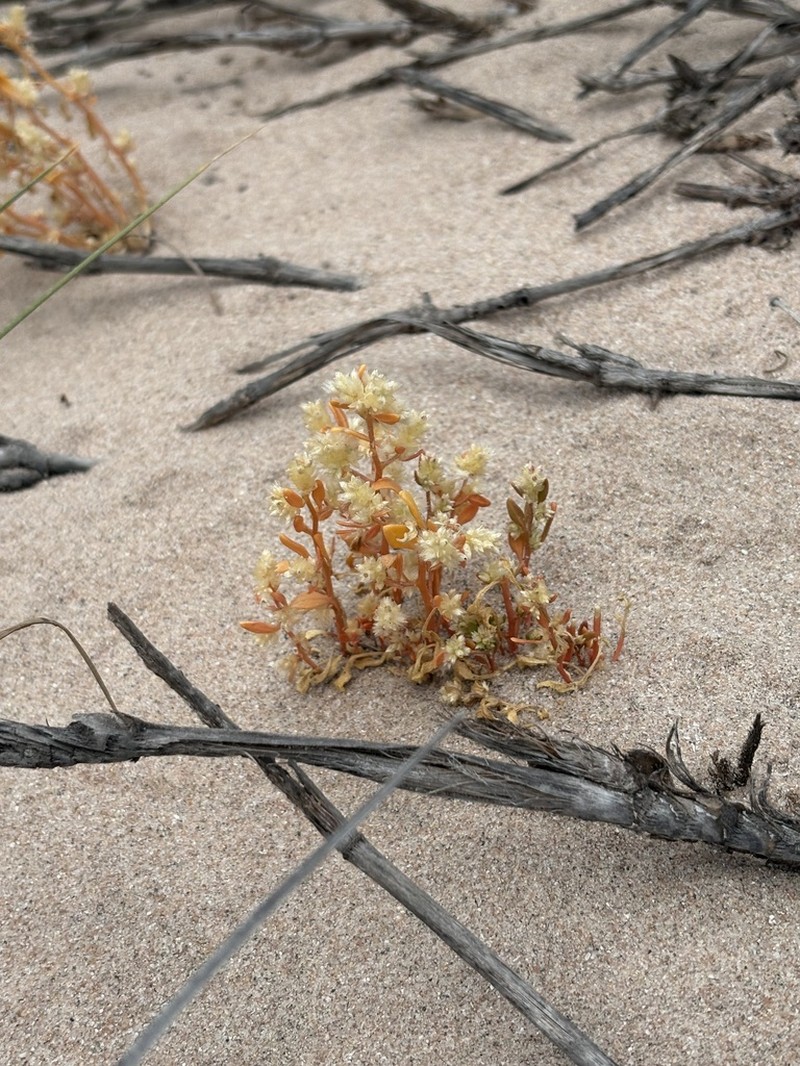 Ptilotus villosiflorus photo 5