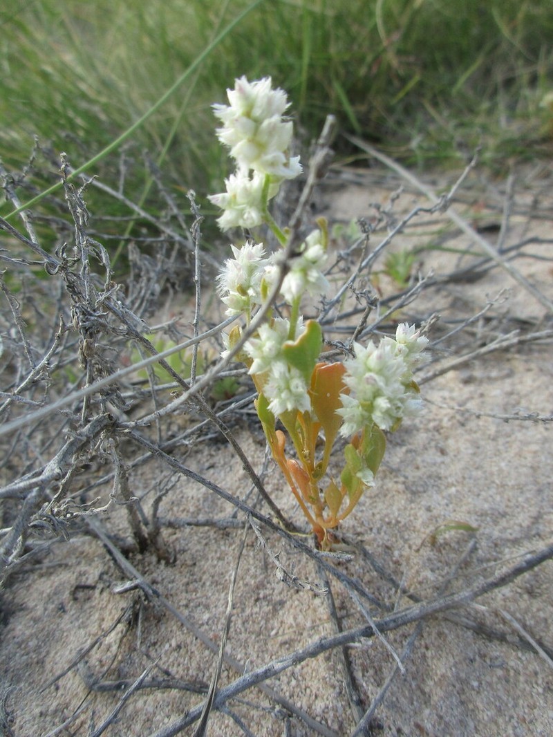 Ptilotus villosiflorus photo 6