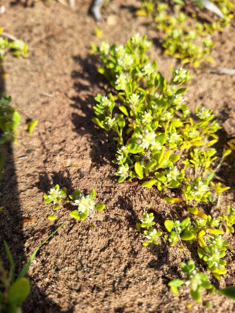 Ptilotus villosiflorus photo 7