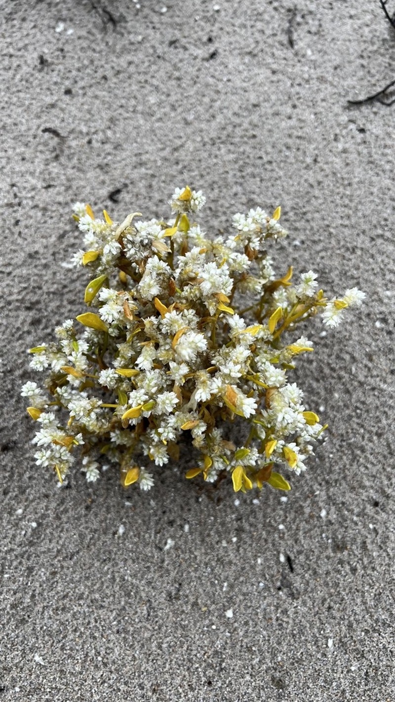 Ptilotus villosiflorus photo 8