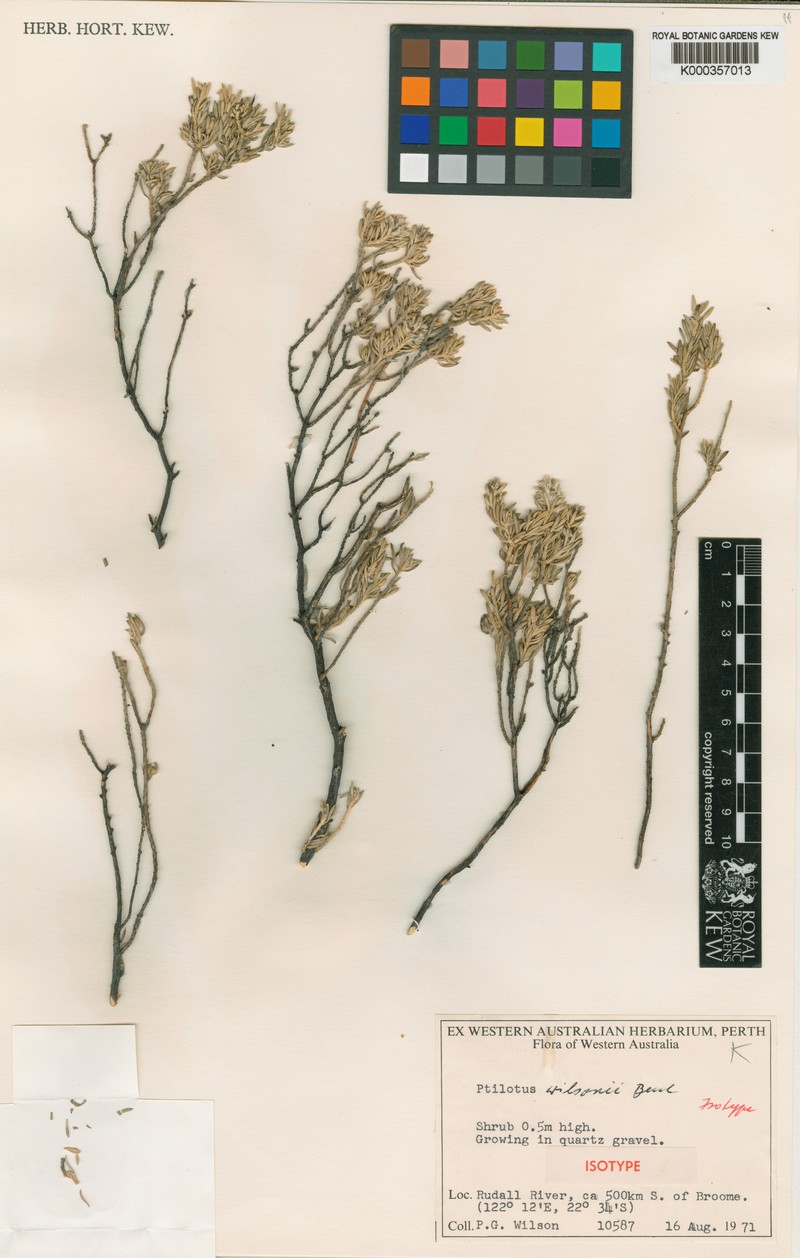 Ptilotus wilsonii