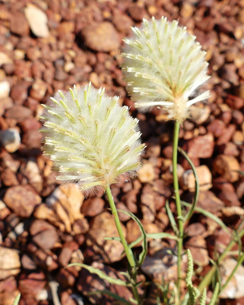 Ptilotus xerophilus