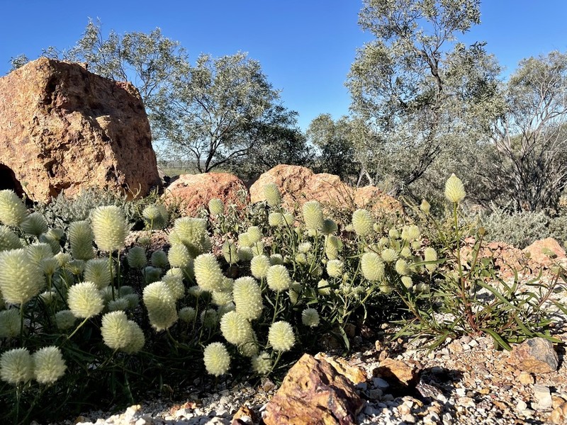 Ptilotus xerophilus photo 2