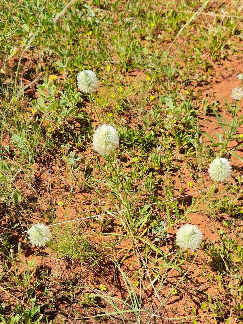 Ptilotus xerophilus photo 3