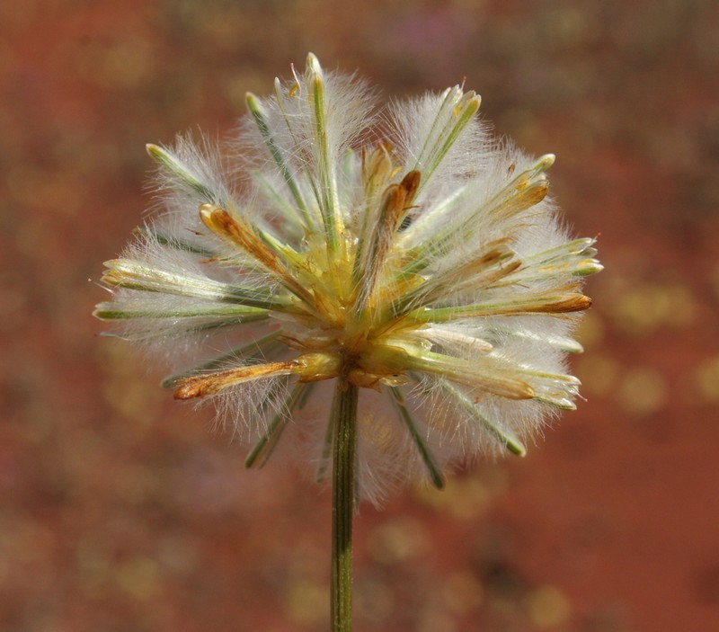 Ptilotus xerophilus photo 4