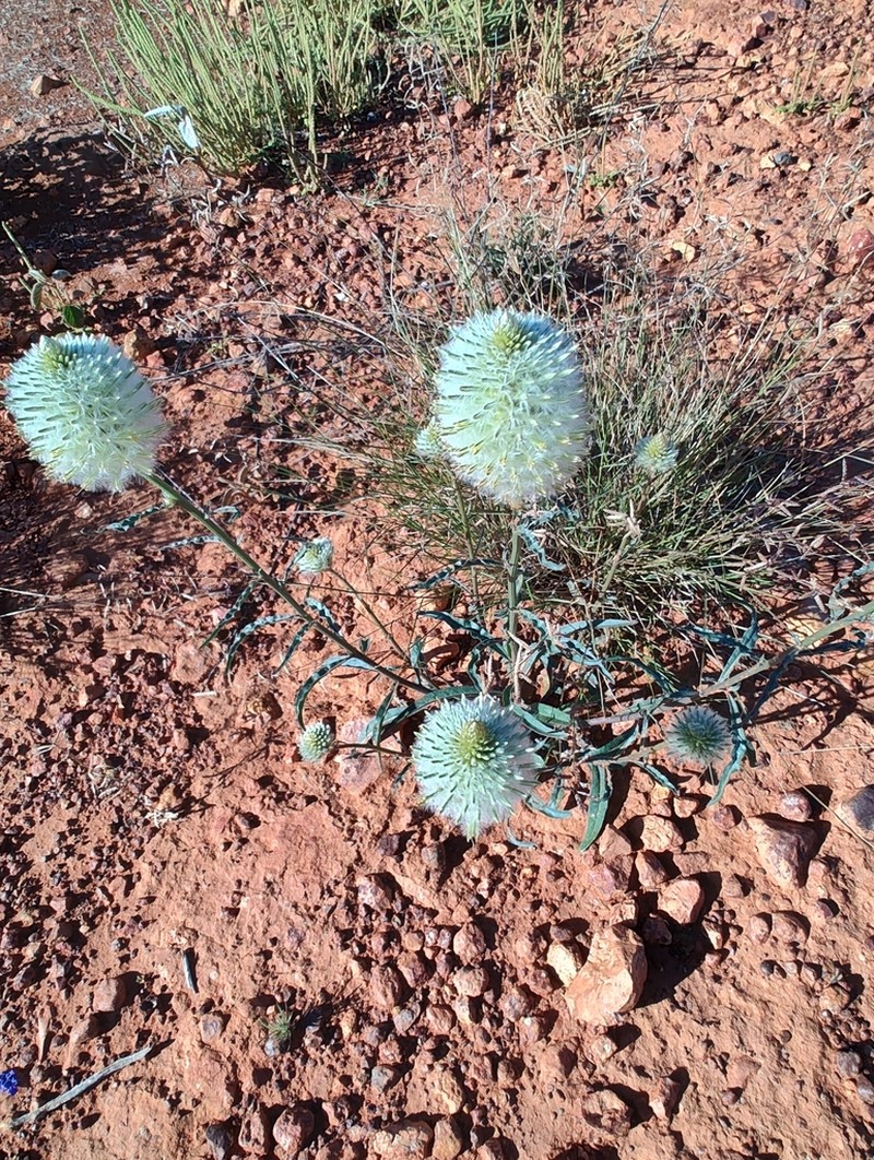 Ptilotus xerophilus photo 5