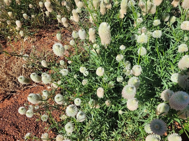 Ptilotus xerophilus photo 6