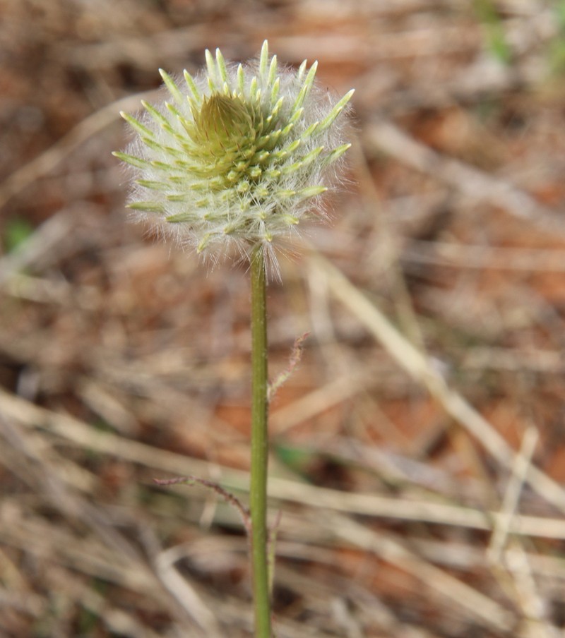 Ptilotus xerophilus photo 7