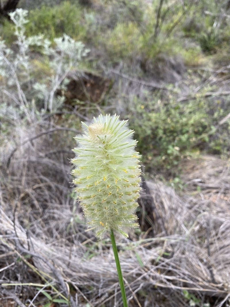 Ptilotus xerophilus photo 8
