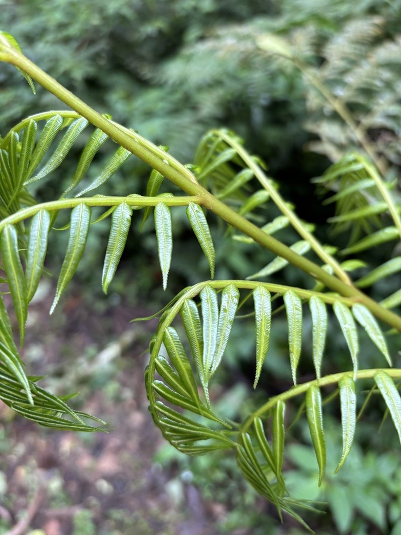 Ptisana africana