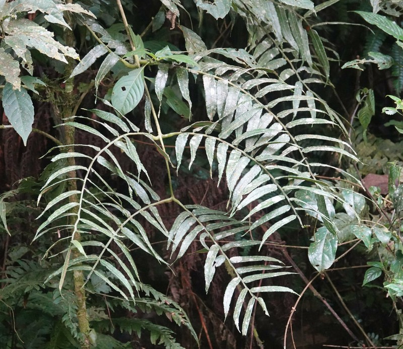 Ptisana africana photo 2