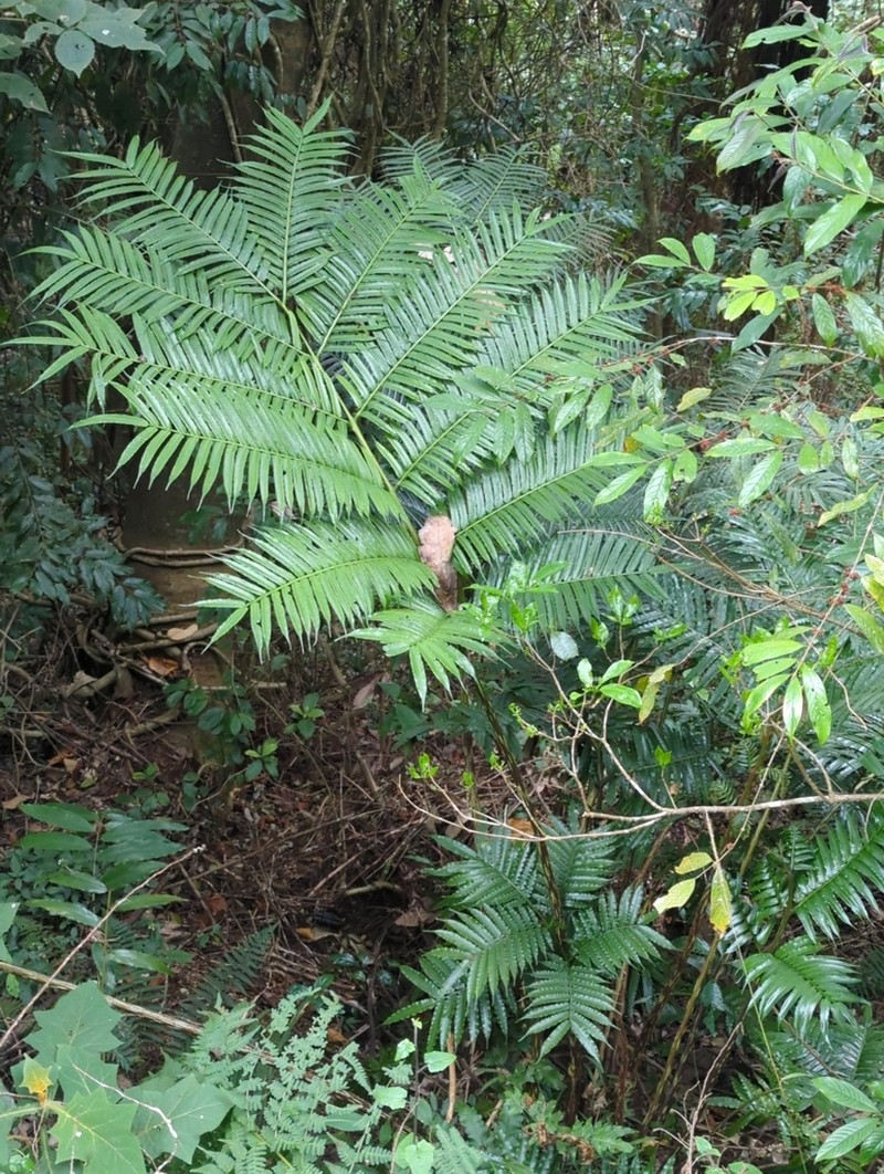 Ptisana africana photo 8