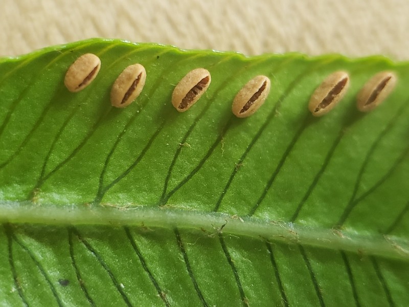 Ptisana attenuata