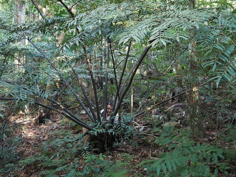 Ptisana attenuata photo 2