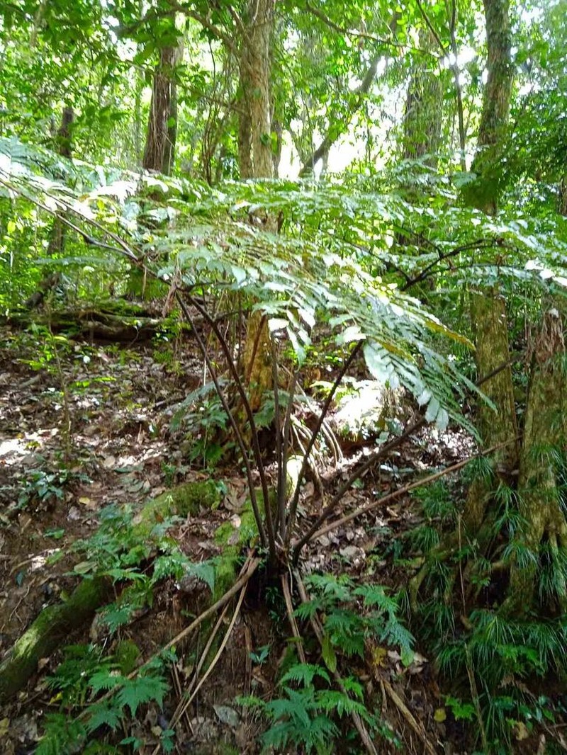 Ptisana attenuata photo 3