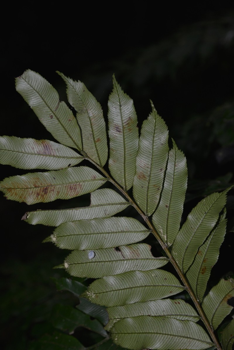 Ptisana attenuata photo 6
