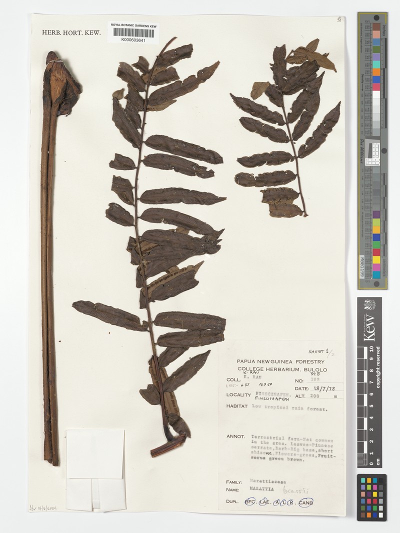 Ptisana costulisora photo 3