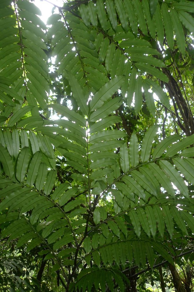 Ptisana decipiens var. decipiens