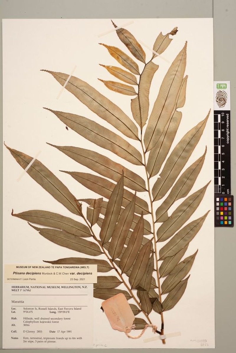 Ptisana decipiens var. decipiens photo 2