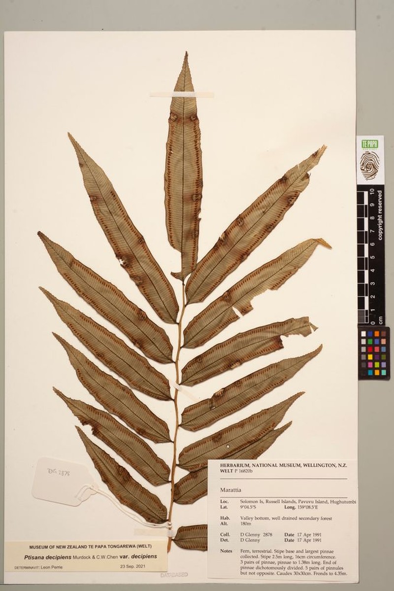 Ptisana decipiens var. decipiens photo 3