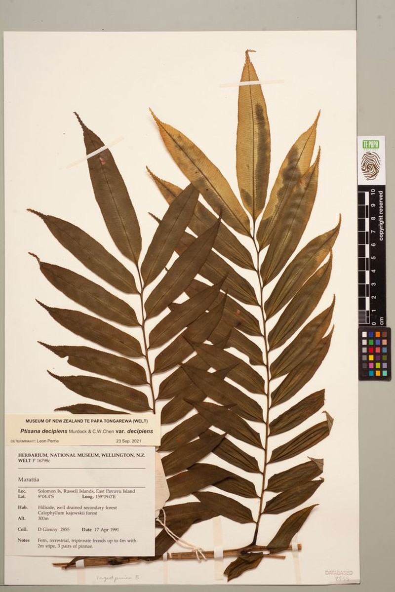 Ptisana decipiens var. decipiens photo 4