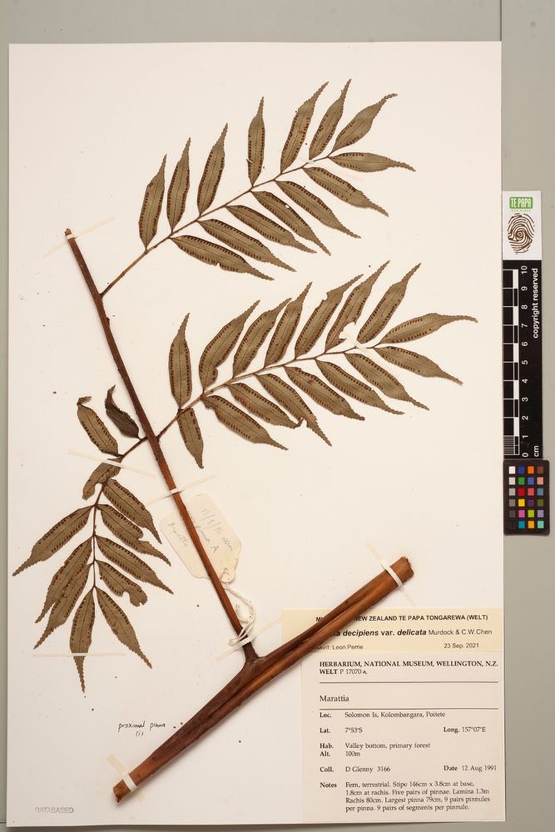 Ptisana decipiens var. delicata