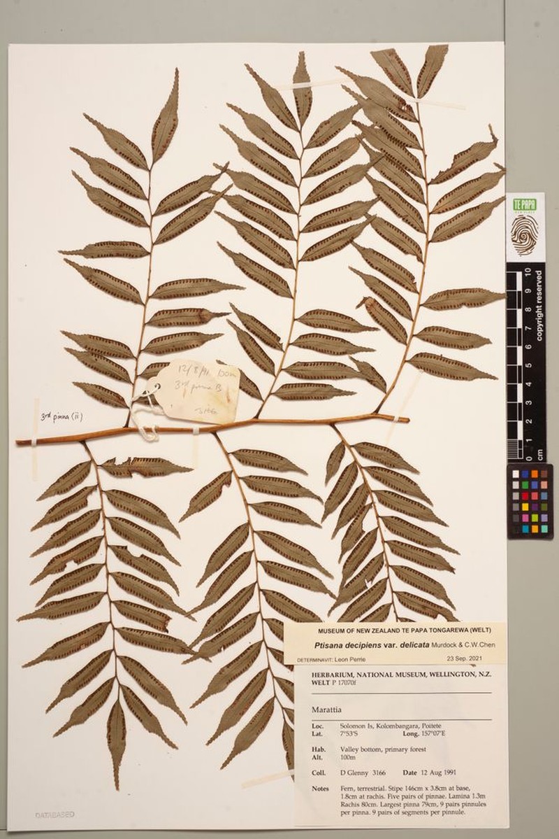 Ptisana decipiens var. delicata photo 2