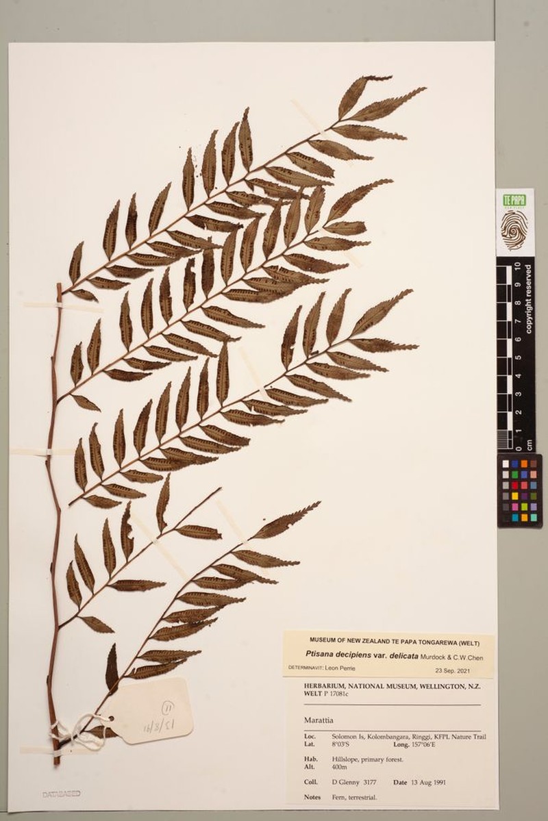 Ptisana decipiens var. delicata photo 3