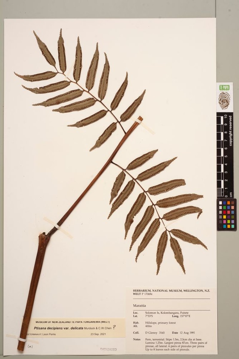 Ptisana decipiens var. delicata photo 4
