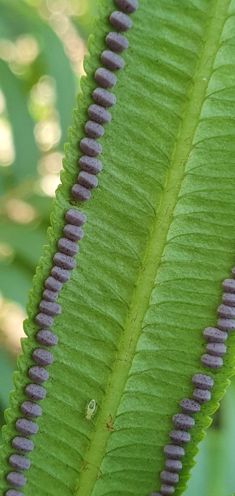 Ptisana fraxinea