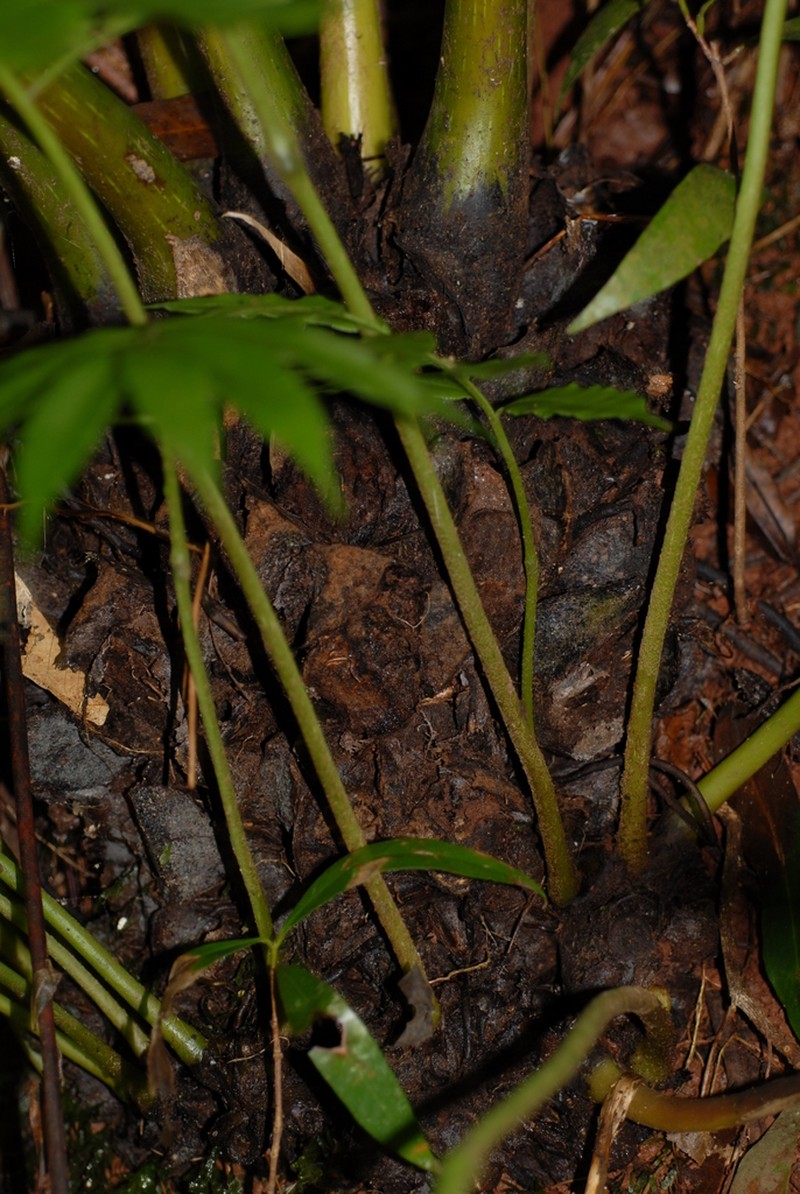 Ptisana fraxinea photo 2