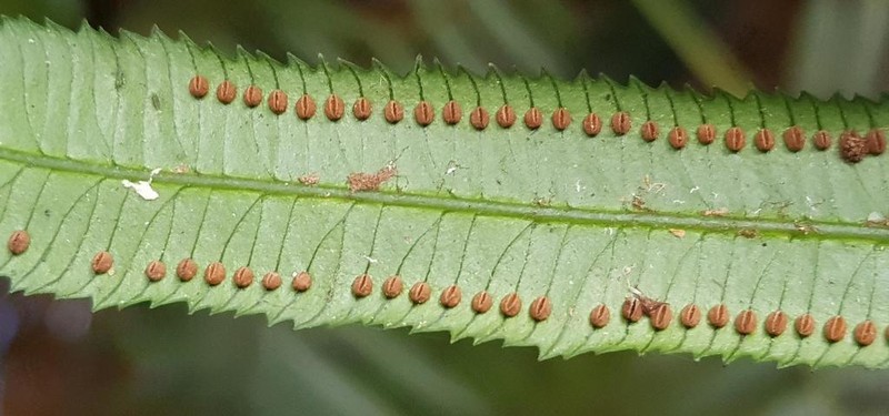 Ptisana fraxinea photo 4