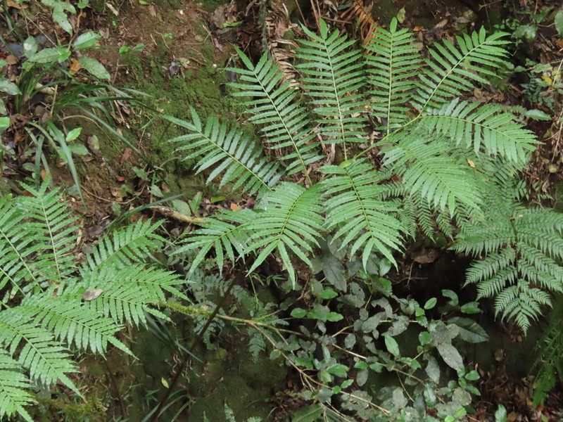 Ptisana fraxinea photo 6