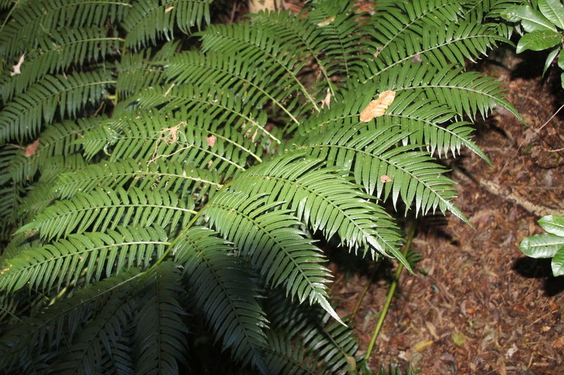 Ptisana fraxinea photo 7