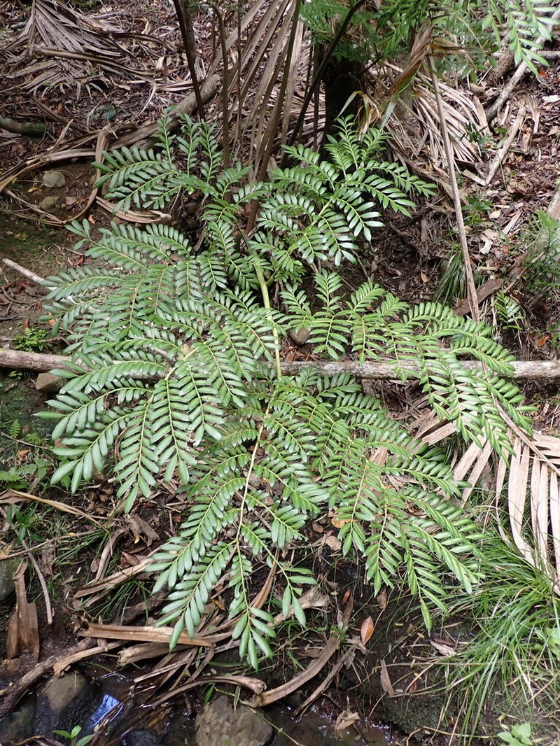 Ptisana howeana