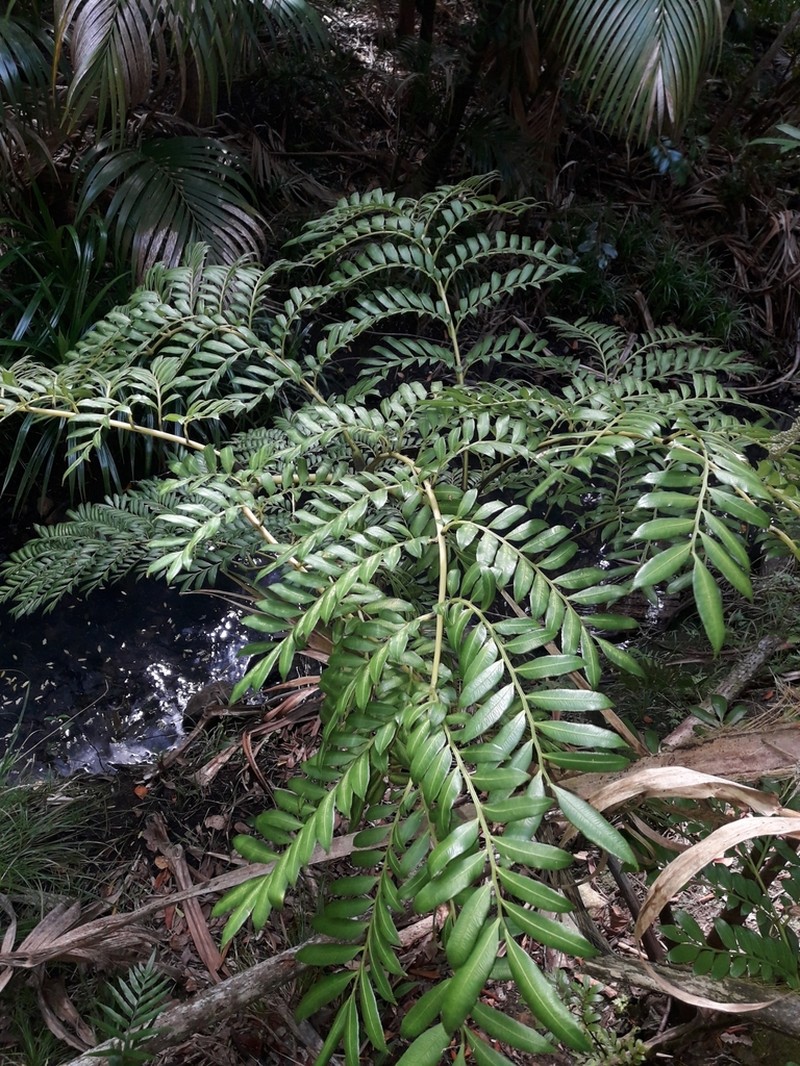 Ptisana howeana photo 2