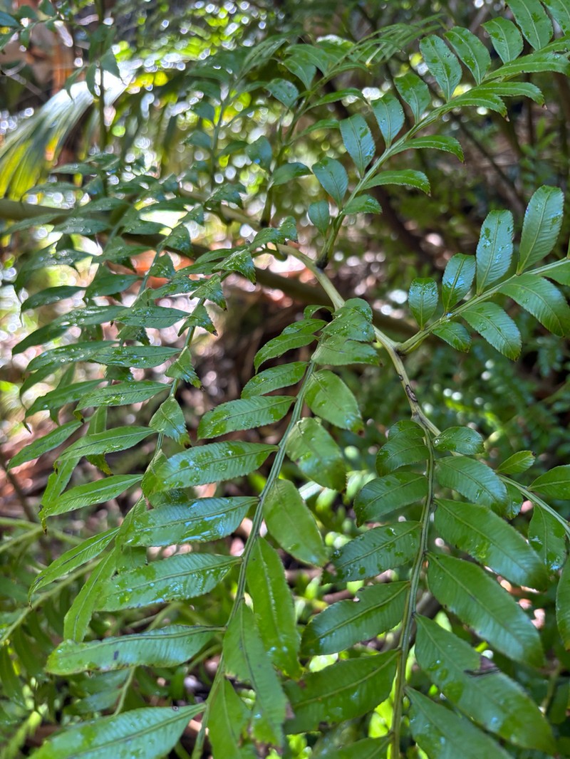 Ptisana howeana photo 4