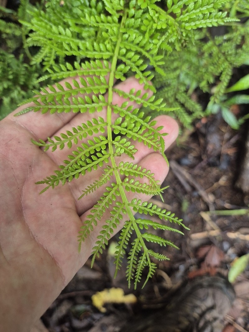 Ptisana melanesica