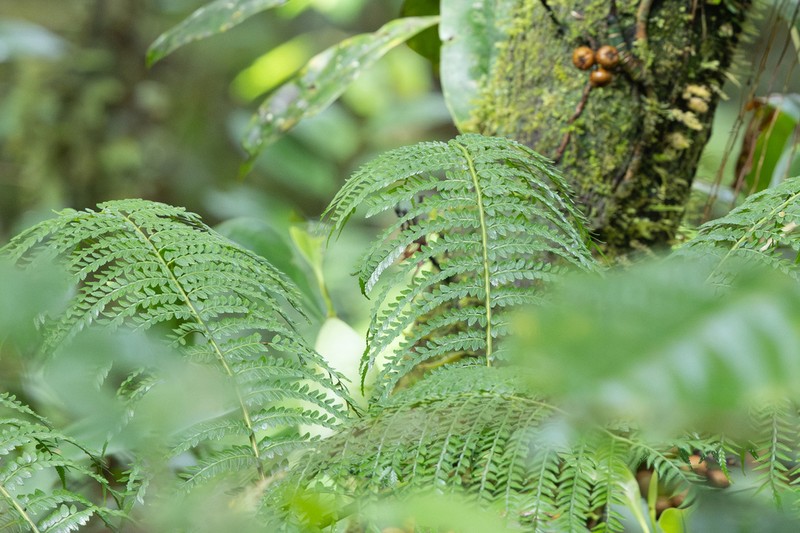 Ptisana melanesica photo 2