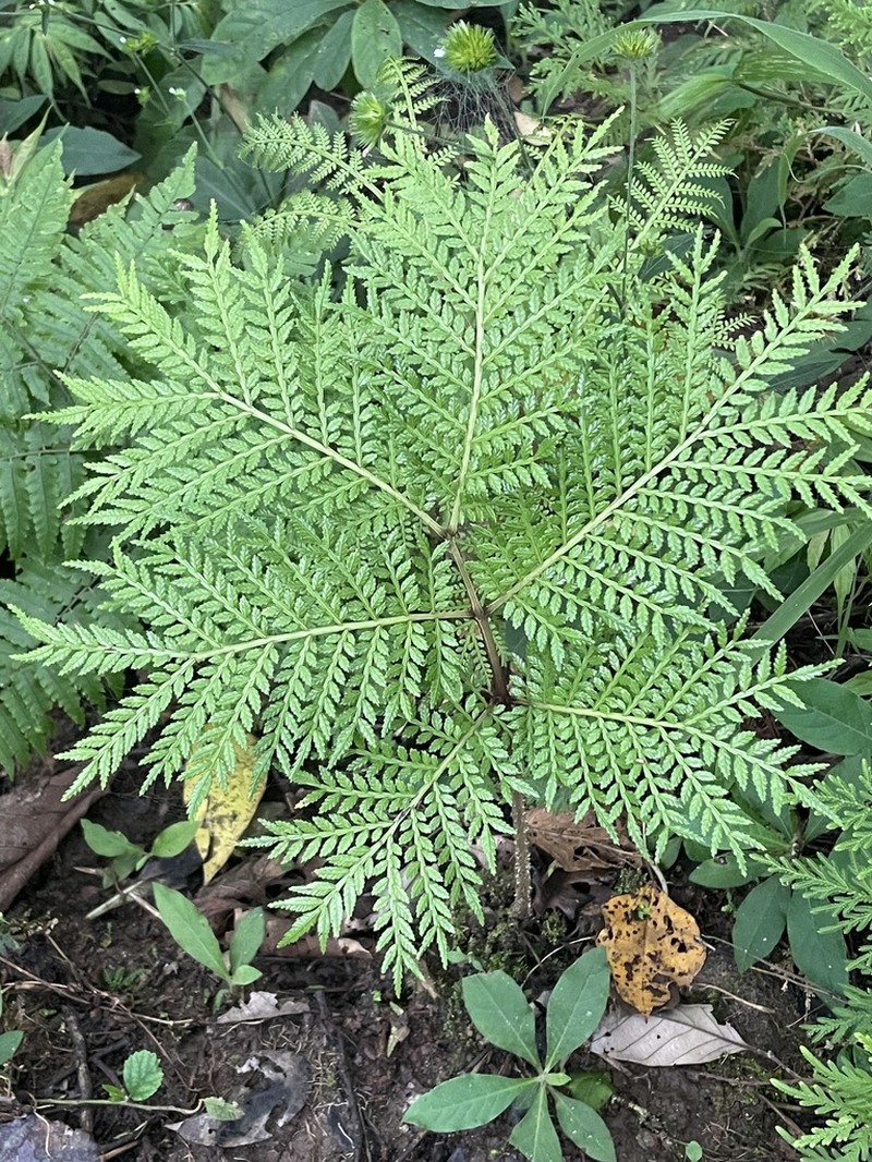 Ptisana melanesica photo 3
