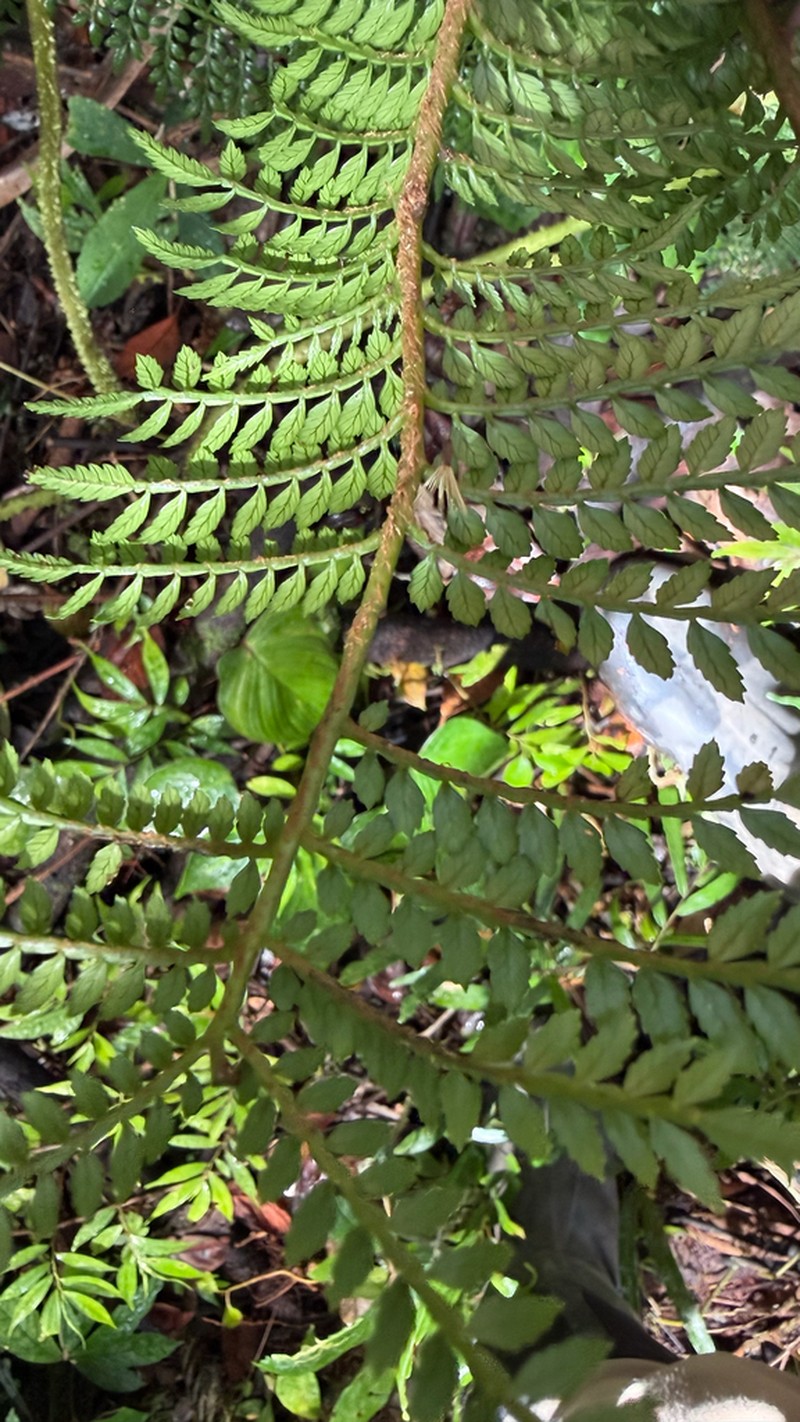 Ptisana melanesica photo 4