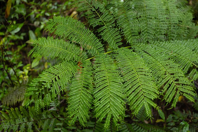 Ptisana melanesica photo 5