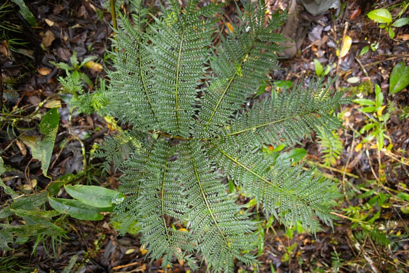 Ptisana melanesica photo 6