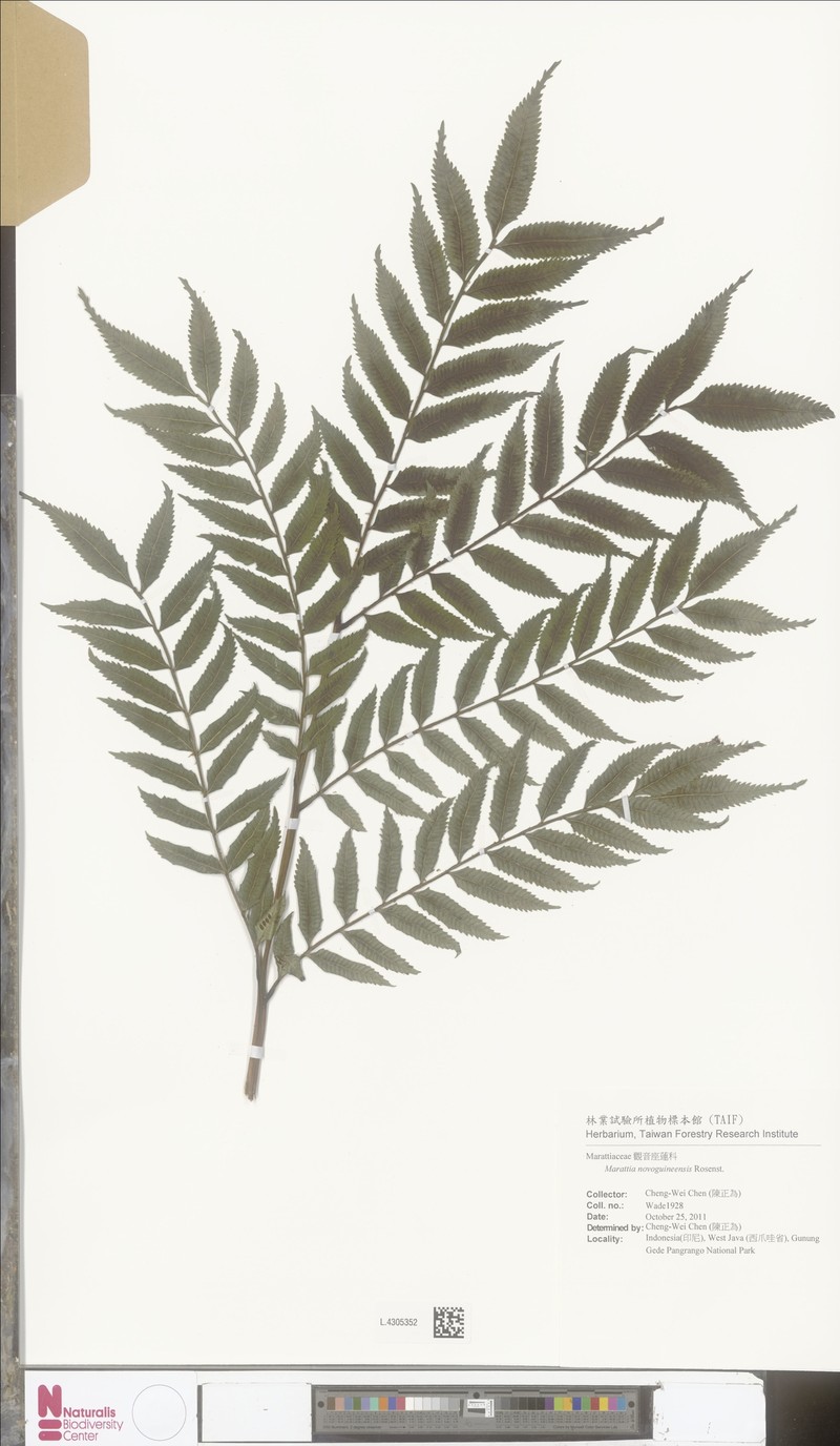 Ptisana novoguineensis