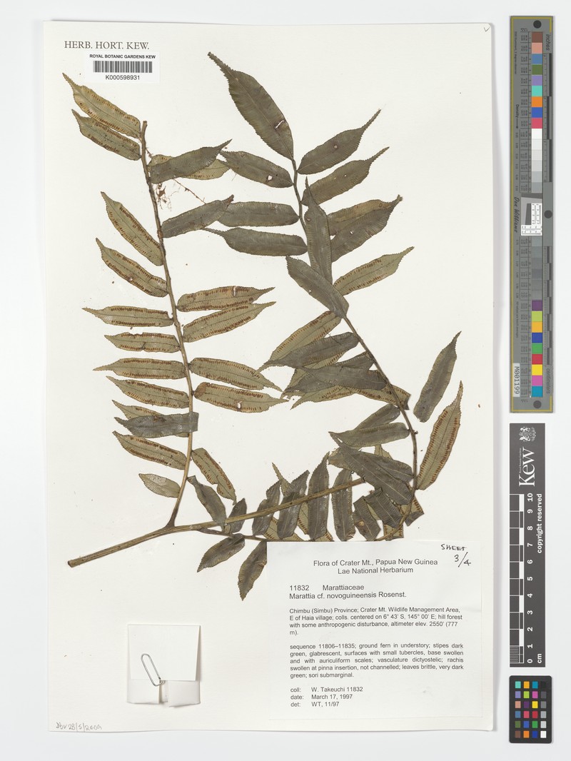 Ptisana novoguineensis photo 2